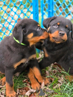 Фото №1.  - купить в Калифорнийский овраг за договорная. Объявление №161315