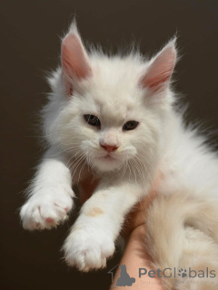 Фото №1. мейн-кун - купить в Ансбах за договорная. Объявление №155175