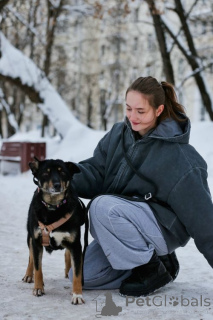 Фото №4. Продажа беспородную в Москова частное объявление - цена Бесплатно