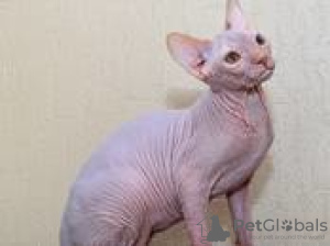 Фото №3. In the Cattery Dimon Style there are wonderful kittens of the Canadian Sphynx.. Германия