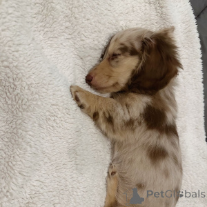 Фото №2 к объявлению №160248 о продаже таксу - купить в Нидерландах частное объявление