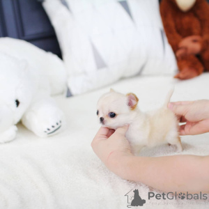 Фото №3. 2 щенка чихуахуа ищут любящий дом! Игривый, нежный и гипоаллергенный идеально.  Дания