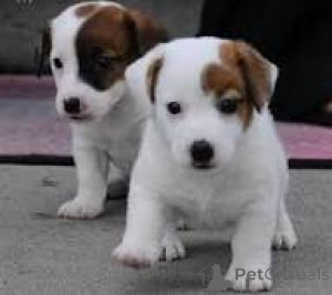 Фото №3. Jackrussellinterrierin pennut etsivät perhetta.  Финляндия
