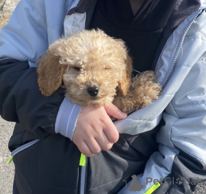 Фото №3. little puppy Cockapoo.  Ирландия