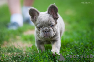 Фото №3. Французкий бульдог флаффи.  Грузия