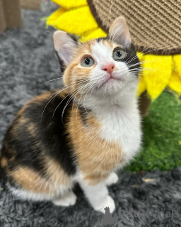 Фото №2 к объявлению №150624 о продаже беспородная - купить в Германии из приюта, заводчик