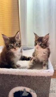 Фото №2 к объявлению №166602 о продаже британская короткошёрстная - купить в Бельгии частное объявление, заводчик