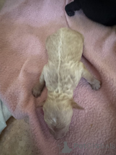 Фото №3. Продажа щенков стандартного пуделя.  США