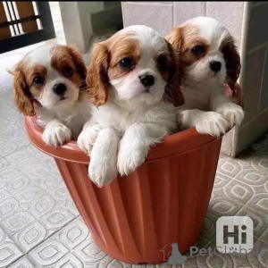 Фото №1. кавалер-кинг-чарльз-спаниель - купить в Берлине за договорная. Объявление №164630