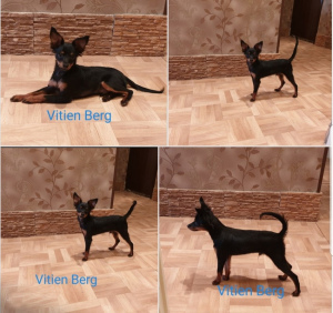 Фото №3. In the kennel "Vitien" were born miniature dogs of the breed Prague.  Эстония