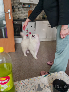 Фото №4. Продажа самоедскую собаку в Weiz частное объявление - цена 74214₽