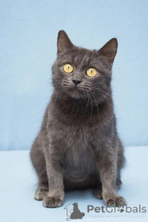 Фото №2 к объявлению №138924 о продаже  - купить в России 