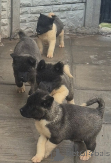 Фото №2 к объявлению №161319 о продаже акита-ину - купить в Албании 