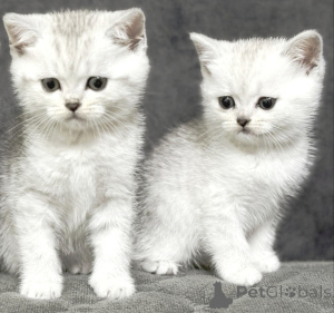 Фото №3. Продам шотландского котенка. Беларусь