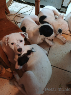 Фото №2 к объявлению №146375 о продаже американского стаффордширского терьера - купить в Украине частное объявление