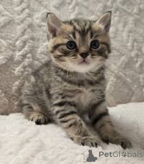 Фото №3. Chatons Européens на поле, доступное на вечеринке.. Бельгия
