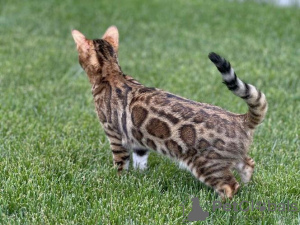 Фото №2 к объявлению №99432 о продаже бенгальская - купить в США частное объявление, заводчик