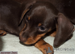 Дополнительные фото: ТАКСА миниатюрная- подрощенный щенок