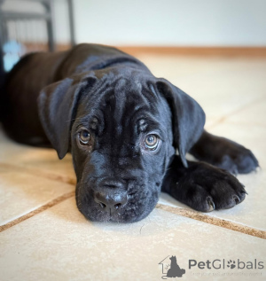 Фото №3. Передайте привет Арии элегантность, любовь и преданность в одном прекрасном.  Финляндия