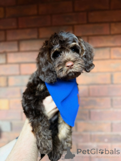 Фото №2 к объявлению №157472 о продаже лабрадудля - купить в Ирландии частное объявление