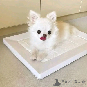 Фото №3. Привет всем, у нас есть этот очаровательный ребенок, теперь доступный для.  Испания