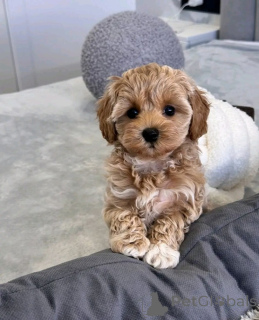 Фото №1. мальтипу - купить в Кассандрейя за договорная. Объявление №158337