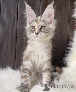 Фото №1. мейн-кун - купить в Аллен за 88129₽. Объявление №161426