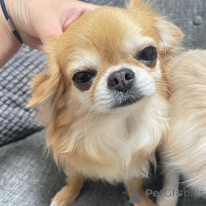 Фото №2 к объявлению №161502 о продаже чихуахуа - купить в Германии 