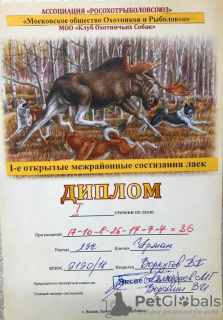 Дополнительные фото: Чистокровные щенки западносибирской лайки, с чемпионской родословной.