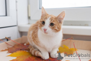 Дополнительные фото: Красивый рыже-белый мальчишка котенок Пинки.