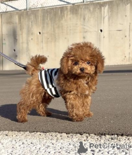 Фото №1. пудель (той) - купить в Берлине за договорная. Объявление №163991