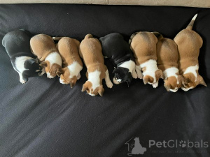 Фото №2 к объявлению №162764 о продаже басенджи - купить в Сербии 