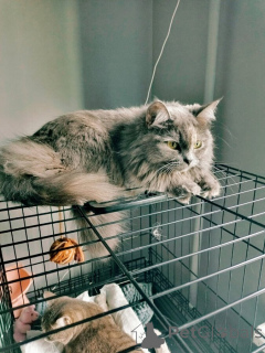 Фото №4. Продам  в Самаре частное объявление - цена Бесплатно