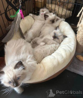 Фото №3. Красивые котята рэгдолл. Великобритания