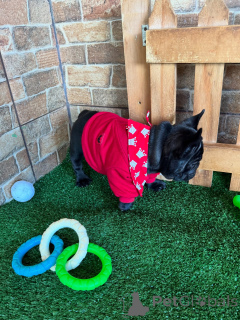 Фото №3. Ваш новый лучший друг приехал, скажите Bonjour для наших французов!.  Германия