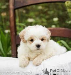 Фото №2 к объявлению №165283 о продаже мальтипу - купить в Бельгии частное объявление, заводчик