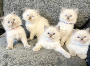 Фото №1. рэгдолл - купить в Dragsfjärd за договорная. Объявление №161992