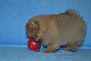 Фото №3. Девочка Померанского шпица.  Беларусь