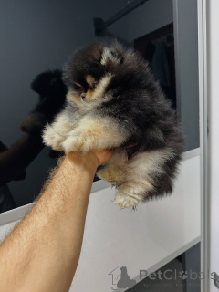 Фото №3. Чистокровные щенки померанского шпица с игривым характером!.  Германия