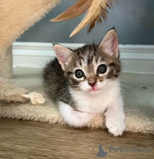 Фото №3. Продаются азиатские котята Бизнес Whatsapp 12295825241. Финляндия