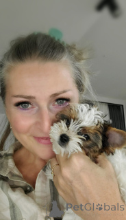 Фото №1. бивер-йоркширский терьер - купить в Тбилиси за 80881₽. Объявление №159711