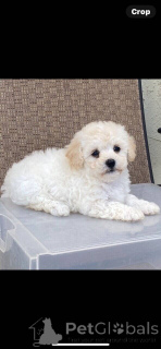 Фото №2 к объявлению №149901 о продаже мальтипу - купить в Германии частное объявление, заводчик