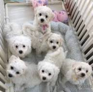 Фото №1. мальтийская болонка - купить в Лондонский Сити за 74214₽. Объявление №164209