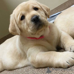 Фото №1.  - купить в Лидс за 26960₽. Объявление №160968