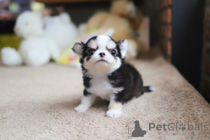 Фото №4. Продажа чихуахуа в Сан -Диего заводчик - цена договорная