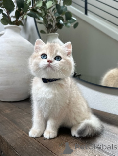 Фото №2 к объявлению №155696 о продаже британская короткошёрстная - купить в Финляндии частное объявление