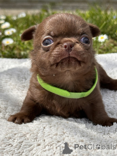 Фото №3. ЧИХУАХУА МАЛЬЧИКИ.  Сербия