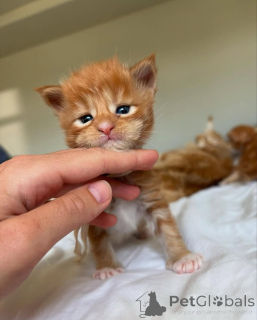 Фото №1. мейн-кун - купить в Мюнхене за 32468₽. Объявление №150585