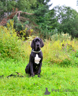 Фото №3. Щенки немецкого дога..  Россия