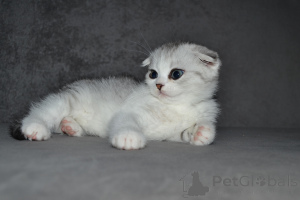 Фото №1. хайленд-страйт - купить в Вильнюсе за 59139₽. Объявление №33395